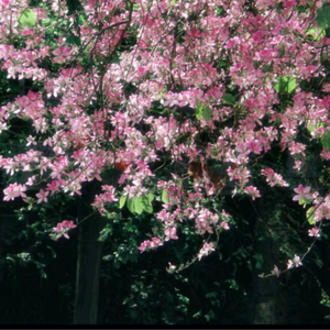 旅馆嫖熟农村女人
